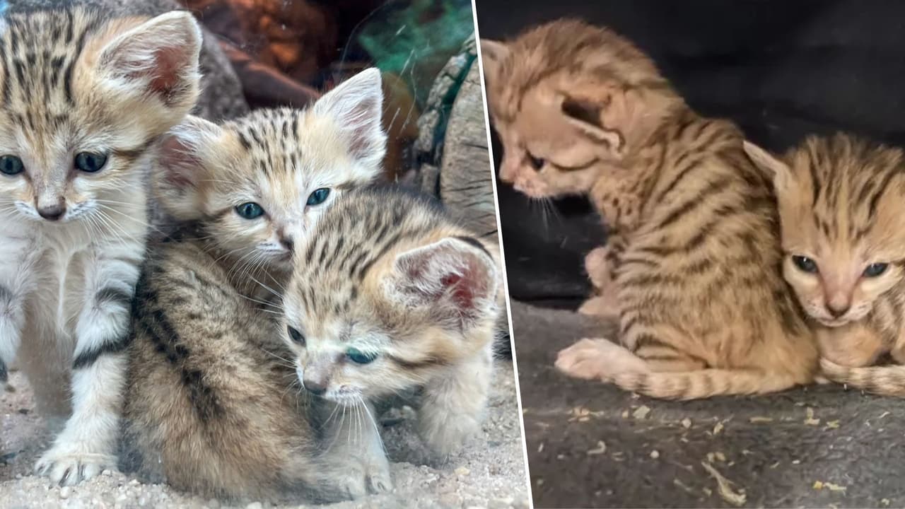 ¡Participa! Zoológico de Carolina del Norte invita al público a votar para nombrar a los trillizos de gatos de arena