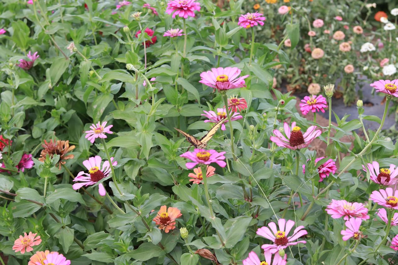 “Un hermoso campo de flores está esperando a los recolectores. Es tan sorprendente que hemos decidido abrirlo para los clientes desde el lunes (día del trabajo) hasta octubre”, lee la publicación.