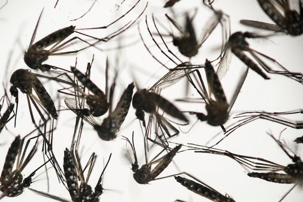 ¿La epidemia de dengue en Puerto Rico es mortal? Te explicamos esta y otras 5 dudas frecuentes