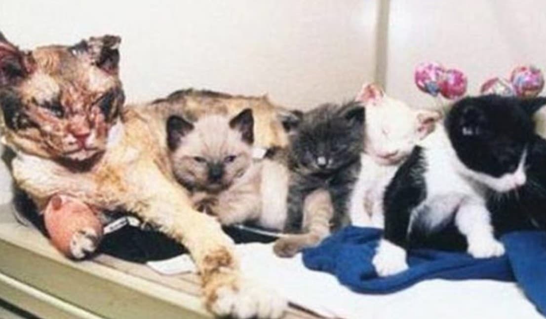 Gatita atravesó una casa en llamas para salvar a todos sus bebés: "Verdadero amor de madre"