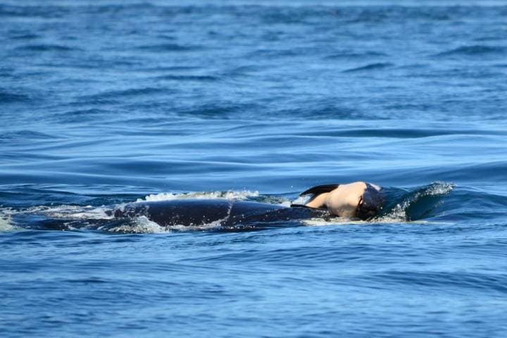 La orca que cargó por 17 días a su cría muerta está ayudando a muchas madres que perdieron bebés a sobrellevar su duelo