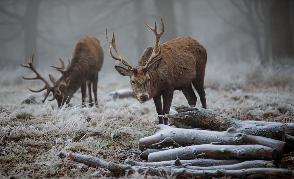 Caquexia crónica o enfermedad del "ciervo zombie": por qué al CDC le preocupa que pueda contagiar a humanos