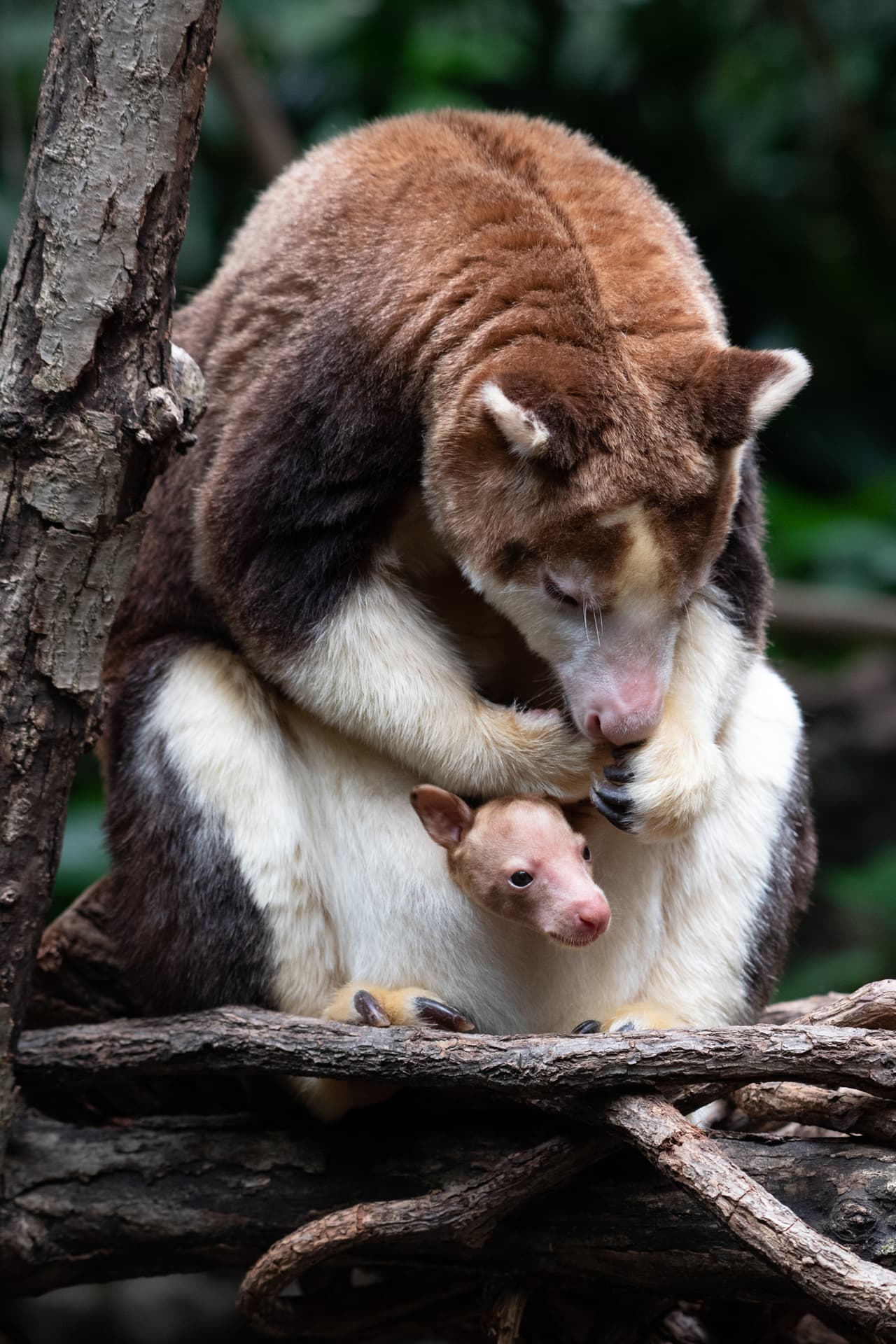 Se calcula que quedan menos de 2.500 de ellos en estado salvaje y están amenazados por la destrucción del hábitat, las prácticas de caza insostenibles y otras actividades humanas.