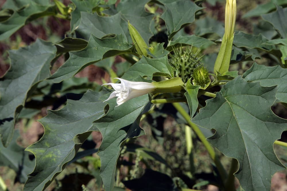 El toloache puede producir desorientación, angustia, falta de concentración, pensamientos incoherentes, una falta de distinción entre la realidad y la fantasía, dificultad para respirar que puede llegar hasta provocar un ataque cardíaco; en grandes dosis puede causar periodos graves de alucinación y psicosis. Los efectos pueden llegar a ser irreversibles.