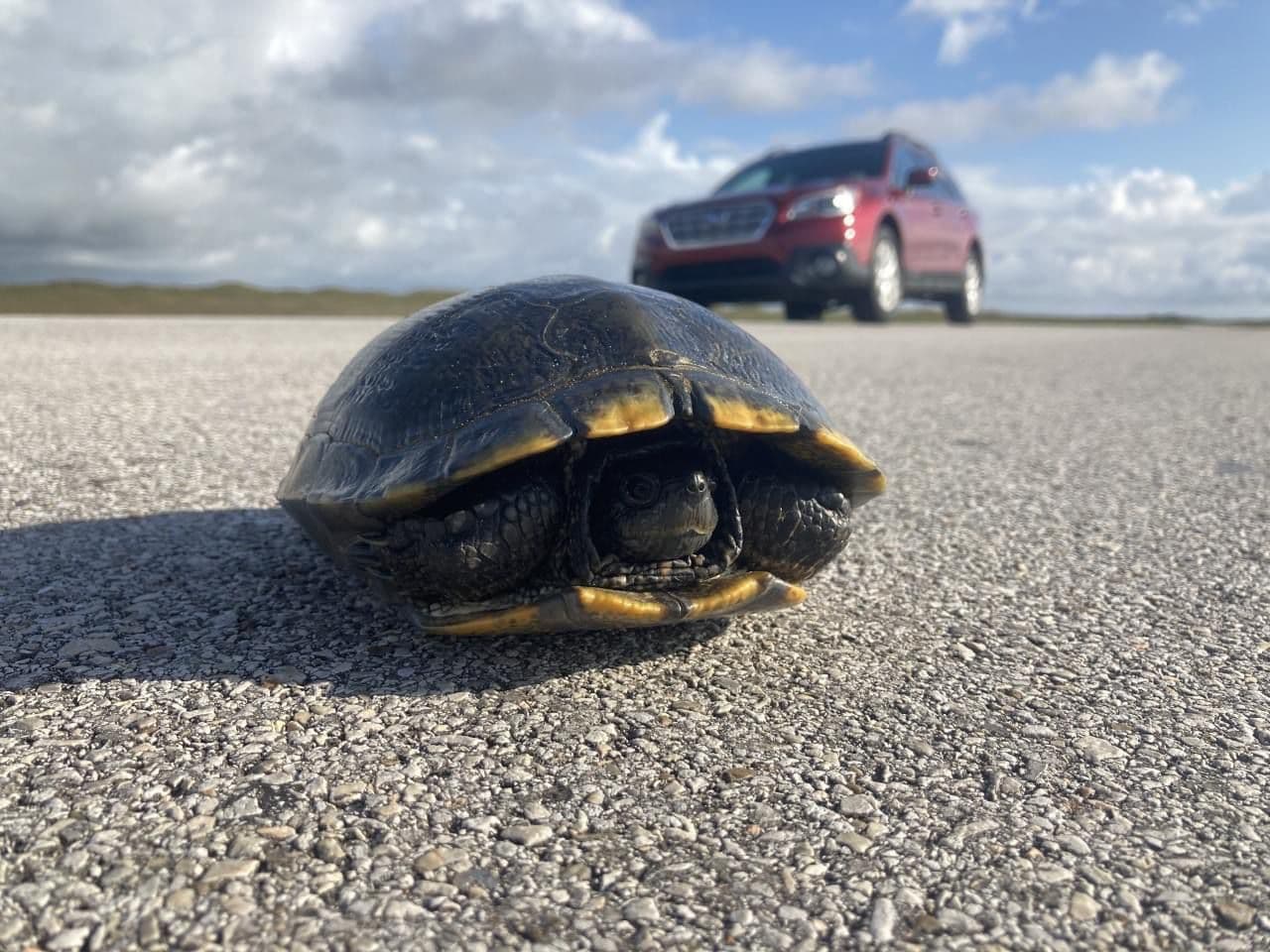 Según una publicación, los funcionarios explicaron que 
<a href="https://www.facebook.com/PadreIslandNPS/photos/a.185349318184846/4022690787783994/?type=3" target="_blank">las estructuras de arena no regresan a su estado natural durante la noche</a>, lo que pueden causar efectos dañinos a la vida silvestre si no se eliminan.