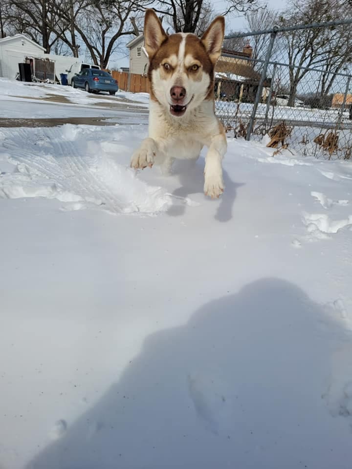 Alguien preguntó ¿cuál es el más bonito? y todos contestaron: “el mío”, una respuesta lógica porque cada quién quiere más a su perrito que al de los demás. 
<br>