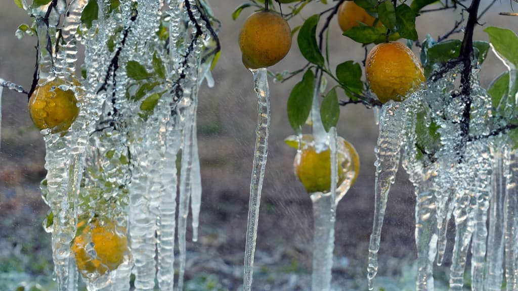 El pasado 12 de enero, el 
<b><a href="https://www.nass.usda.gov/Statistics_by_State/Florida/Publications/Citrus/Citrus_Forecast/2025-26/cit0126.pdf" target="_blank">Departamento de Agricultura de Estados Unidos publicó su primer pronóstico de producción de cítricos para esta temporada</a></b>, señalando una disminución de 2% en las naranjas, en comparación con el año pasado.