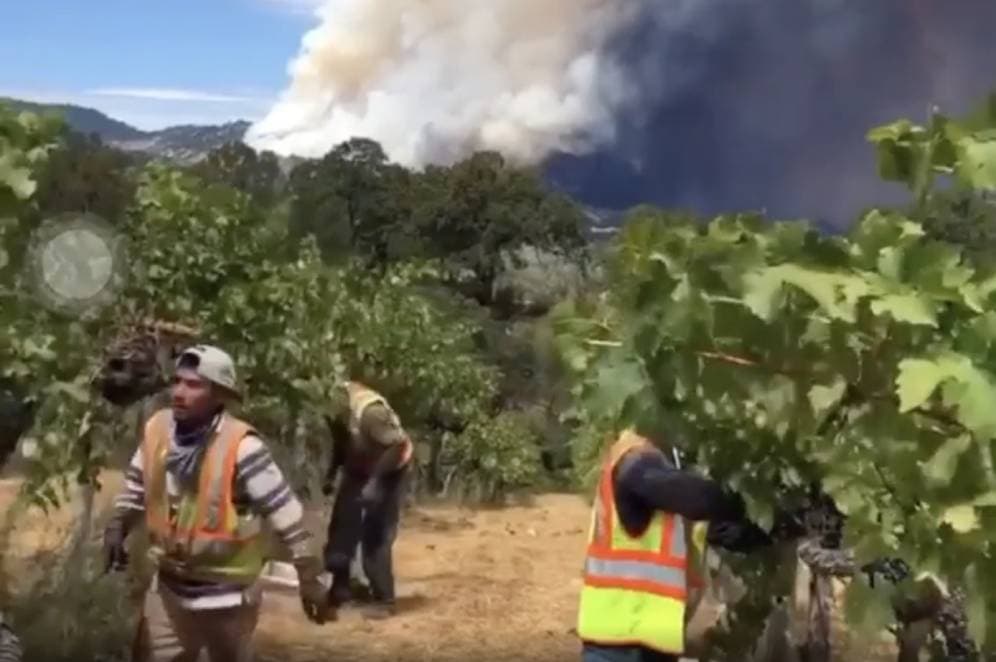 En medio de voraces incendios y bajo calor extremo, los campesinos en California no paran de trabajar