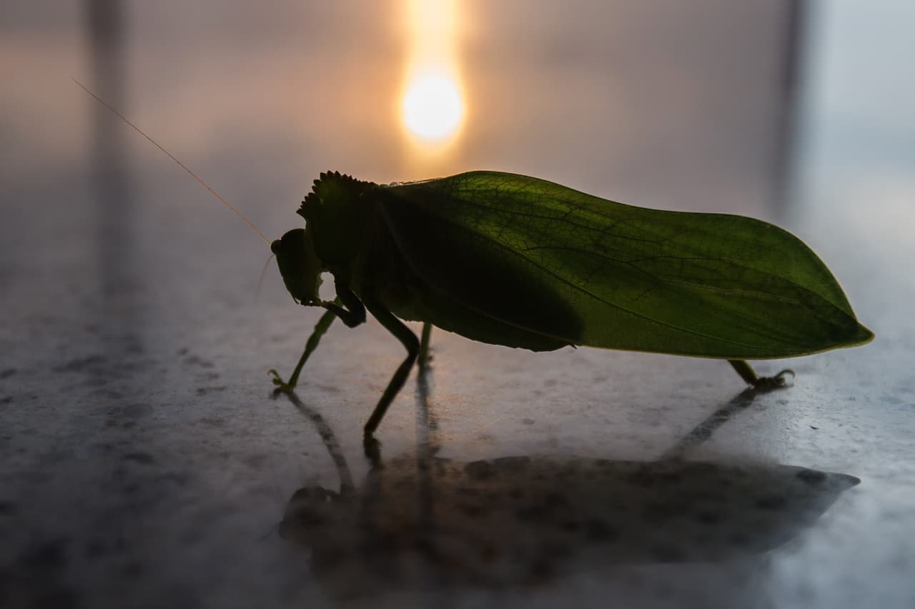 Por sus habilidades fantásticas, existen una serie de científicos que, considerando que los insectos han aprendido a ser resistentes a diferentes amenazas ambientales, los seres humanos tenemos mucho que aprender de los insectos y de cómo lo hacen, excediendo sus aparentes capacidades físicas. ¿Sabías que un grillo puede saltar obstáculos de 500 veces su altura?