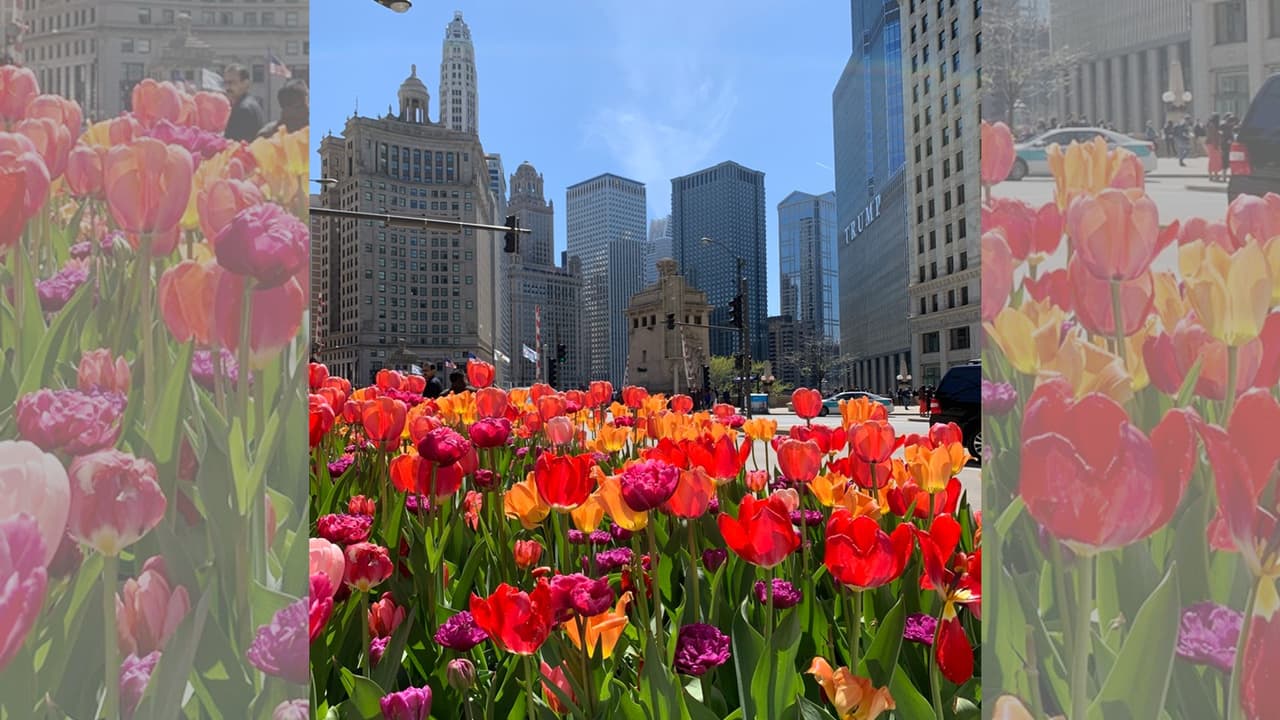 TULIPANES CHICAGO.jpg