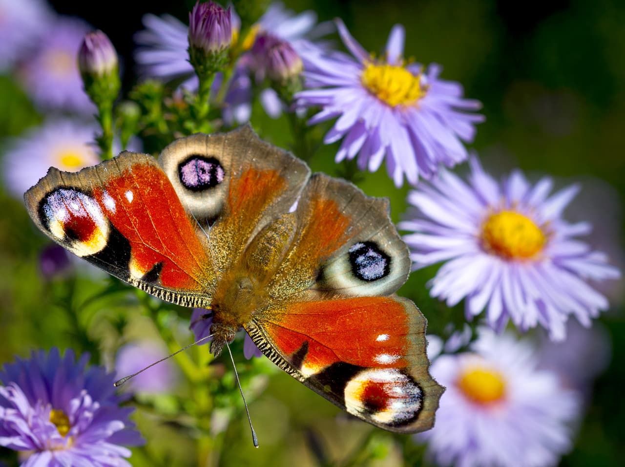 El misterio detrás de las alas de las mariposas