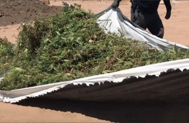 Esta práctica ilegal sucede precisamente en las comunidades que tienen menos acceso al líquido y donde ahora los traficantes están haciendo crecer decenas de miles de plantas de cannabis.