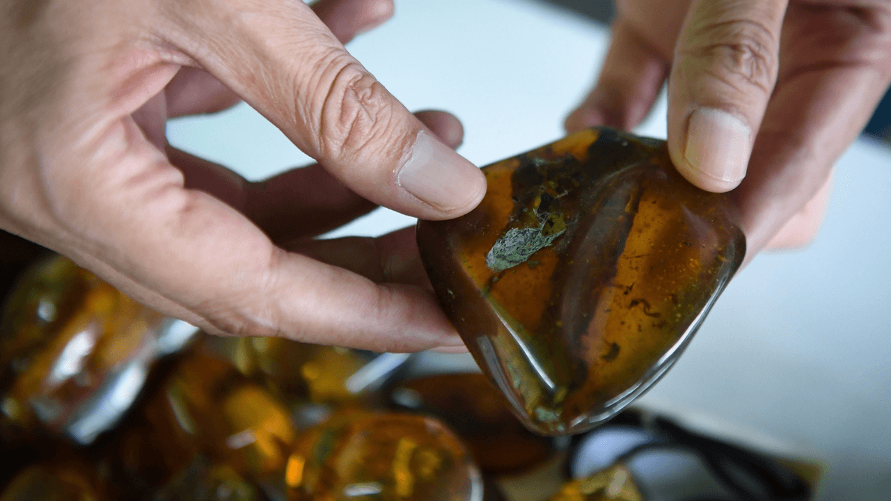 El ámbar ayuda a preservar fósiles.