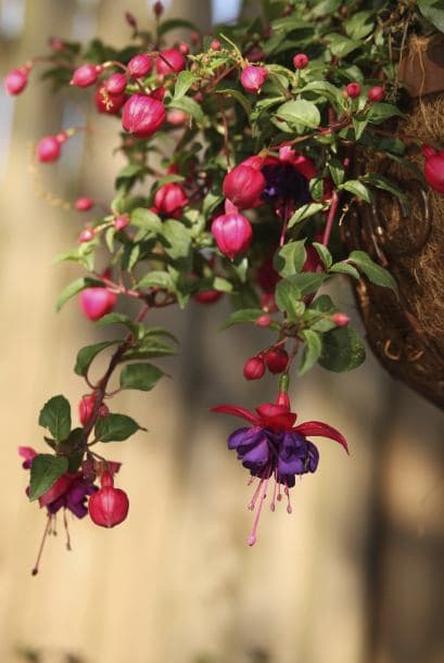 3) Fucsias. Se venden en gran medida como plantas colgantes y necesitan un poco de sombra, de acuerdo con Longacre.