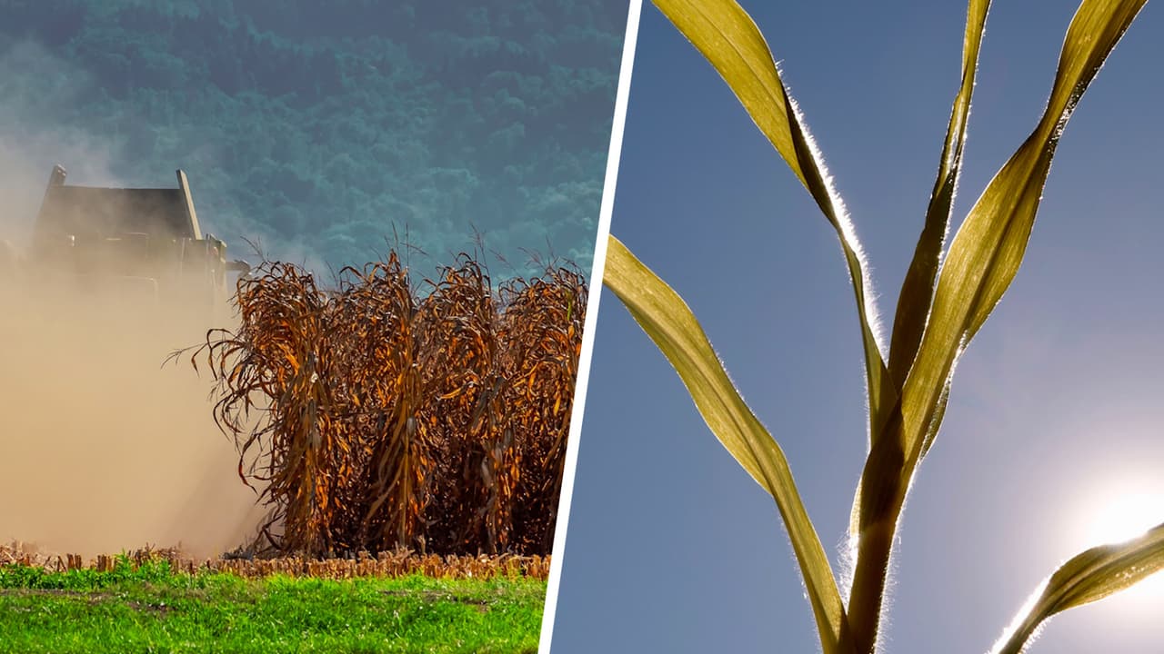 Intensa sequía amenaza los cultivos y a trabajadores del campo en California