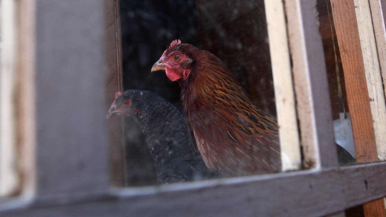 Ayuntamiento de Bakersfield aprobó mantenimiento de gallineros residenciales en la ciudad