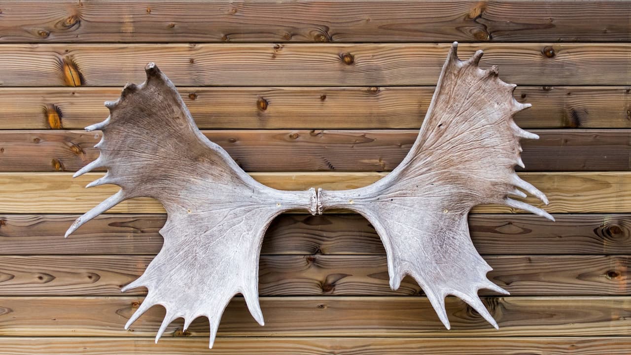 <h2 class="cms-H2-H2">Trofeos de caza</h2>
<br>Los trofeos de caza no están permitidos en tu llegada a México.