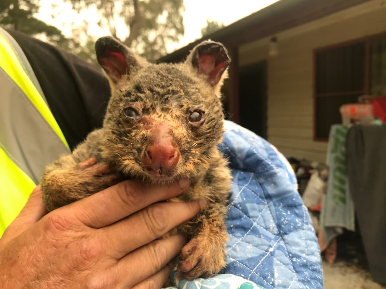 Voluntarios del Servicio de Vida Salvaje y Rescate han salvado a varios animales que se han quemado en los incendios, entre ellos a este koala.