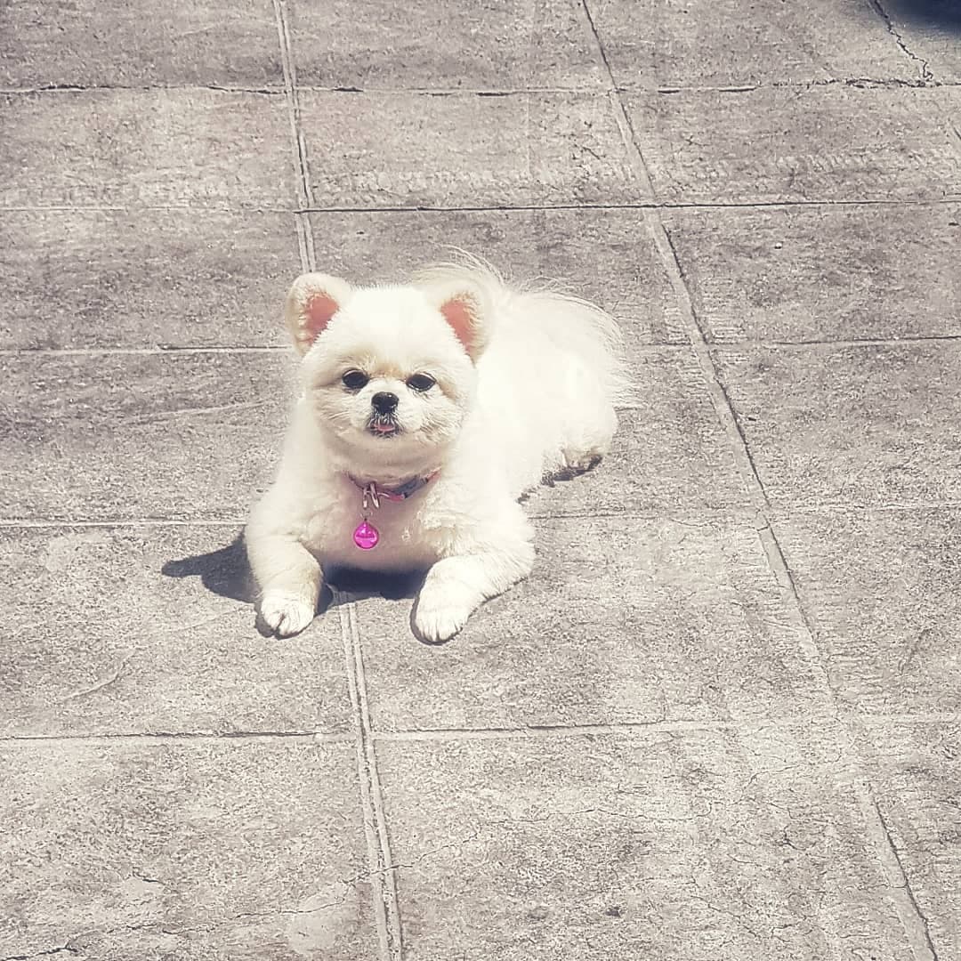 La responsable de convertir en "abuela" a Claudia es Cayetana, su perrita pomerania de tres años.