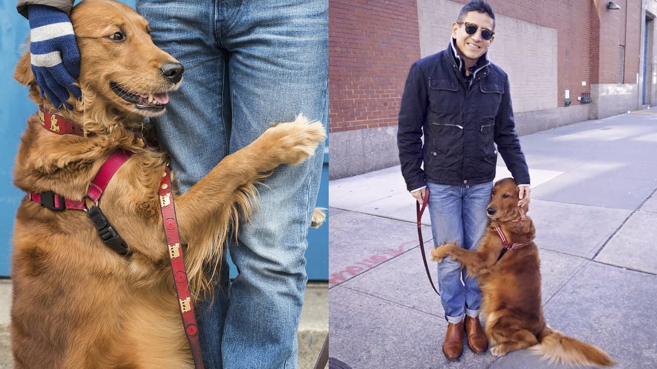 La perrita que reparte abrazos (porque sí) a desconocidos en la ciudad de Nueva York
