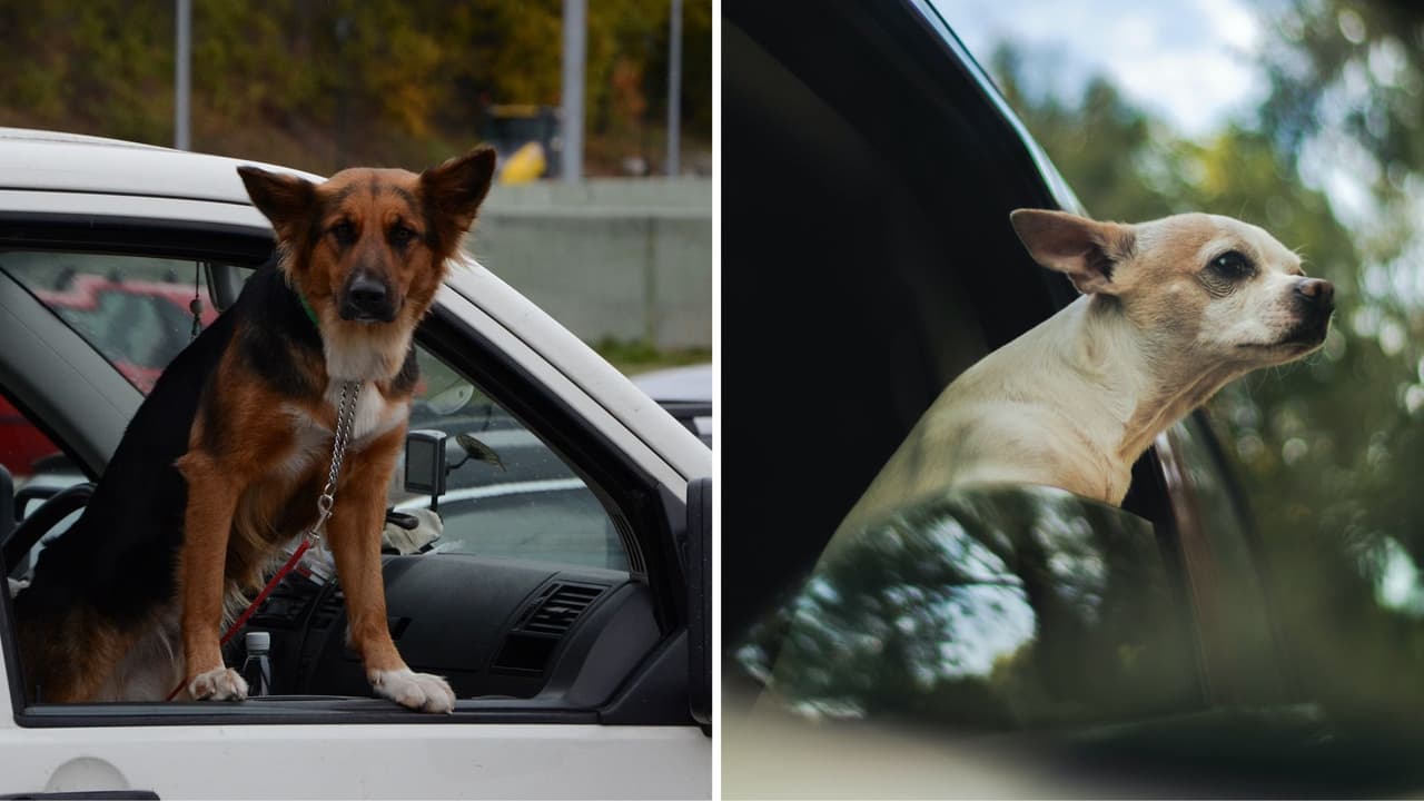 Tu perro no podría sacar más la cabeza por la ventana de tu carro si aprueban esta propuesta en Florida