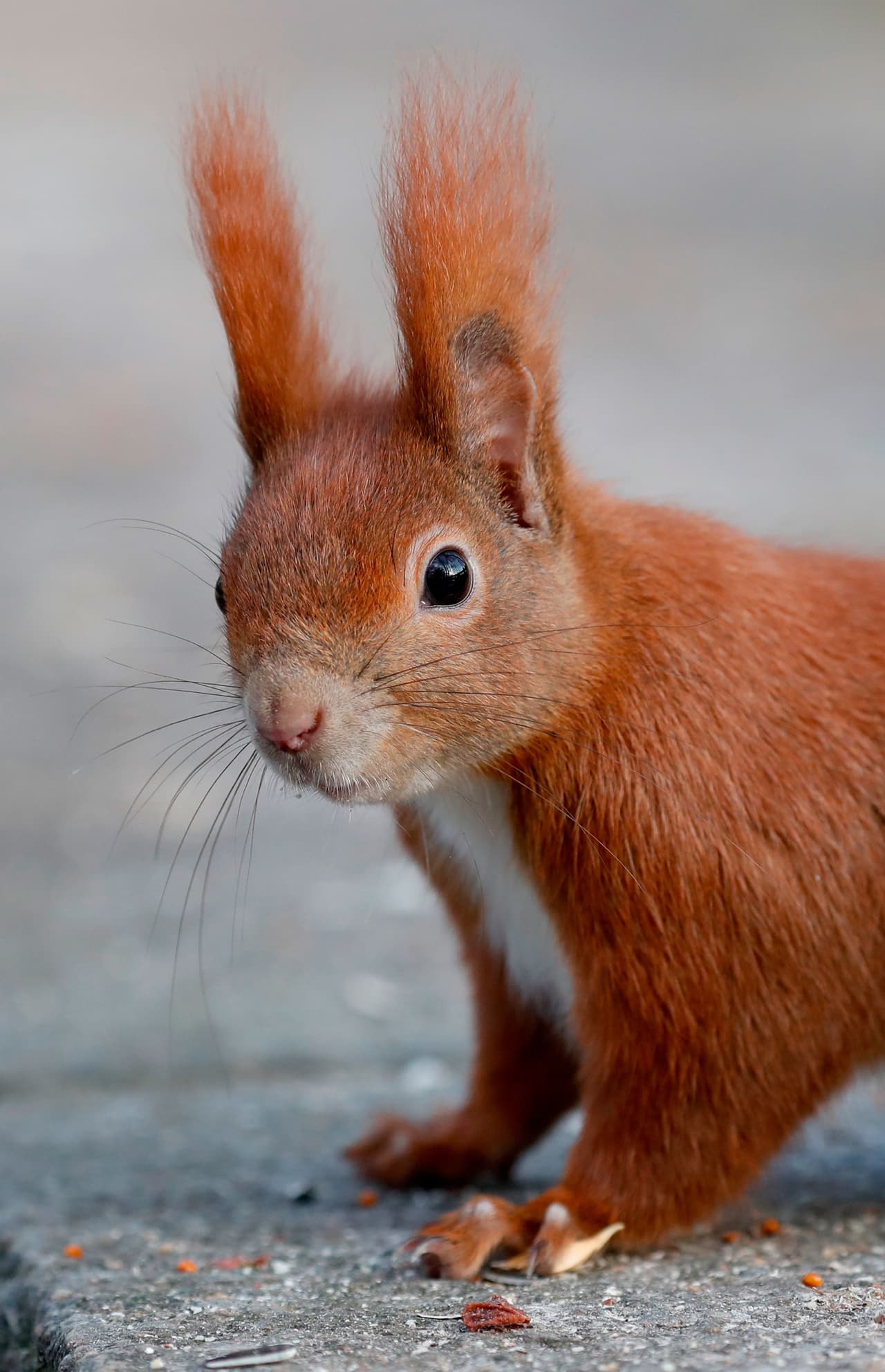 <b>Las ardillas se masturban</b>:Lo hacen todo el tiempo y el motivo es que así evitan las enfermedades de transmisión sexual.
<br>
<br>