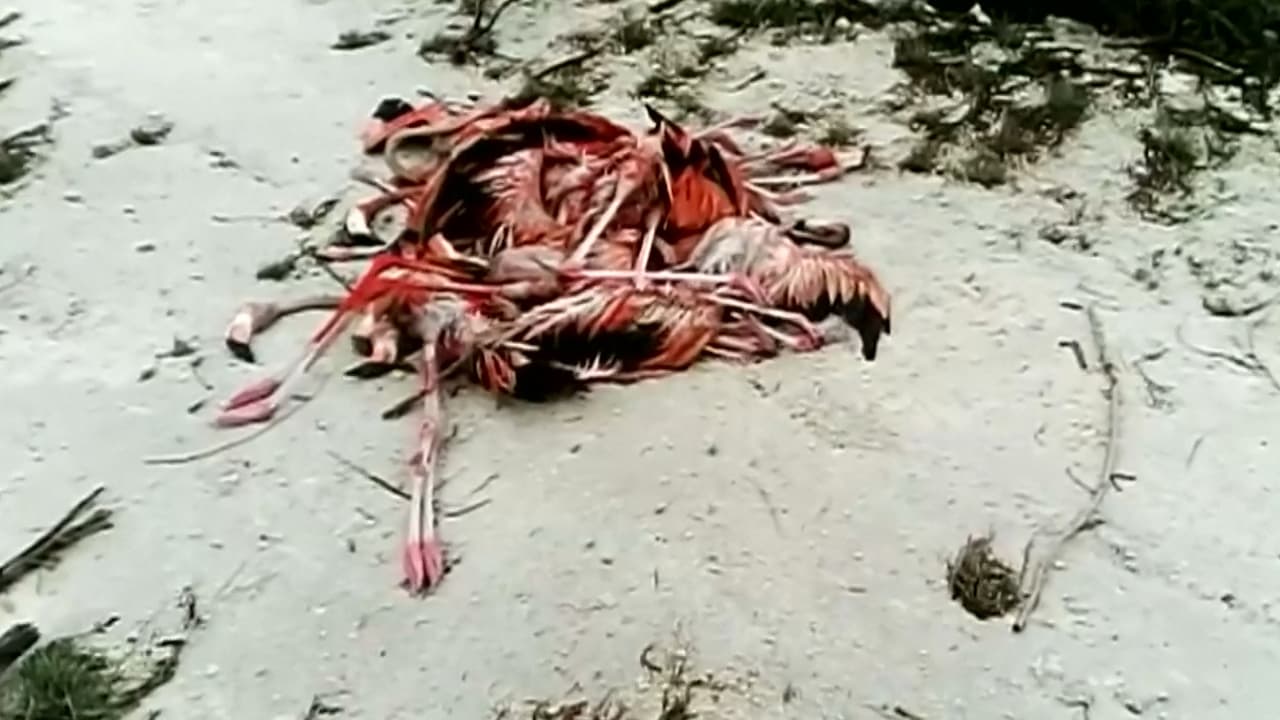 La huella que dejó el huracán Irma en los animales del Caribe y EEUU