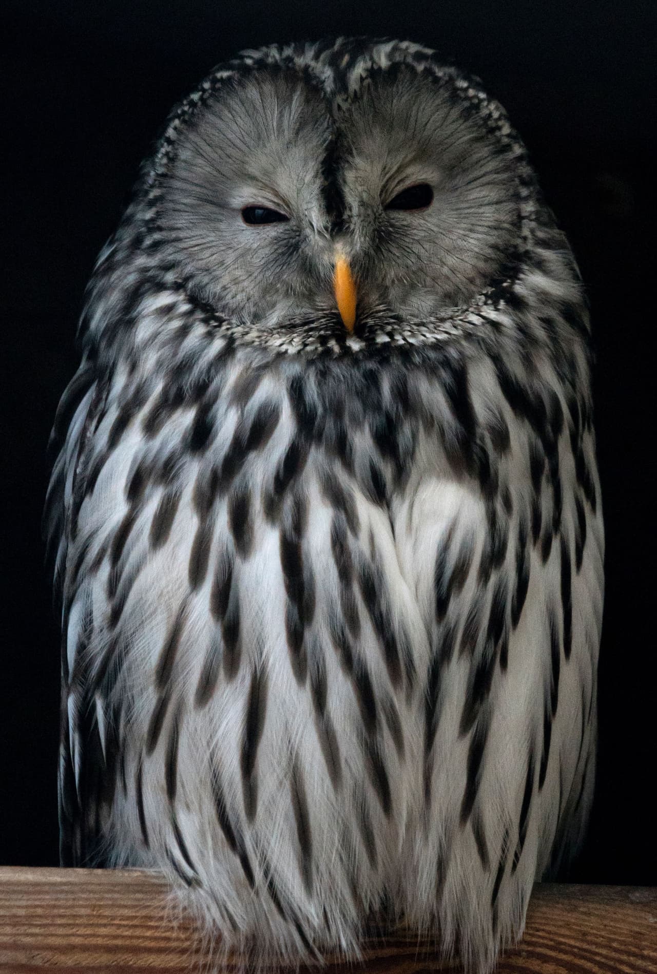 Las plumas de las aves, evolutivamente hablando, son una modificación de las escamas de los reptiles. Crecen a partir de folículos en la piel, las mismas estructuras de donde le crecen las escamas a los reptiles y los pelos en los mamíferos. Es más, los cocodrílidos, aunque reptiles, están más cercanamente relacionados a las aves que a las lagartijas.