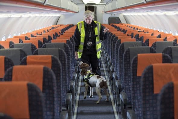 El rastreo consiste en la búsqueda de sustancias, objetos o individuos, a partir de indicios que se le dan al perro.