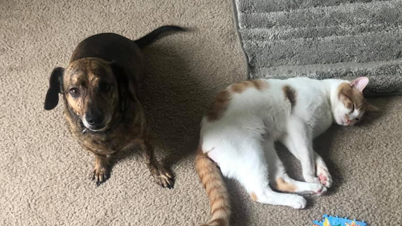 Sandra Isidro Perez - "Tito y pretzels mis dos mascotas😍😍"