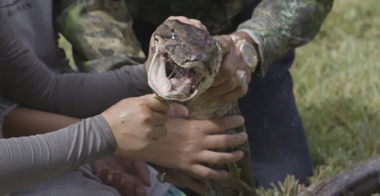 En Florida buscan cazadores de pitones: pagan extra según lo que mida la serpiente