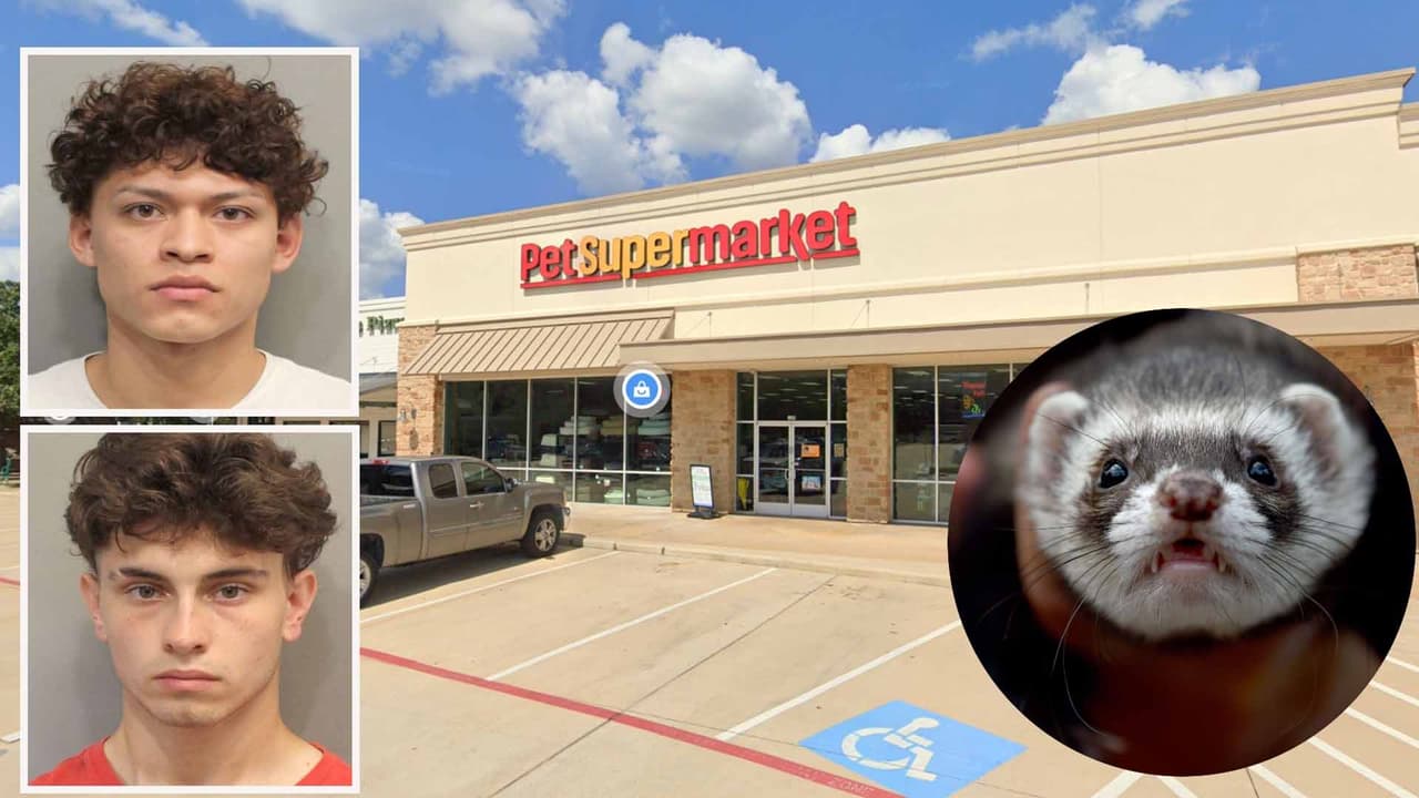 Arrestan a tres sospechosos de robarse dos hurones en una tienda de mascotas al noroeste de Houston