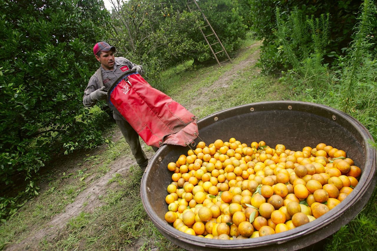 ¿Amante de las naranjas y toronjas? Sepa que Florida no tendrá una buena temporada en estos cítricos