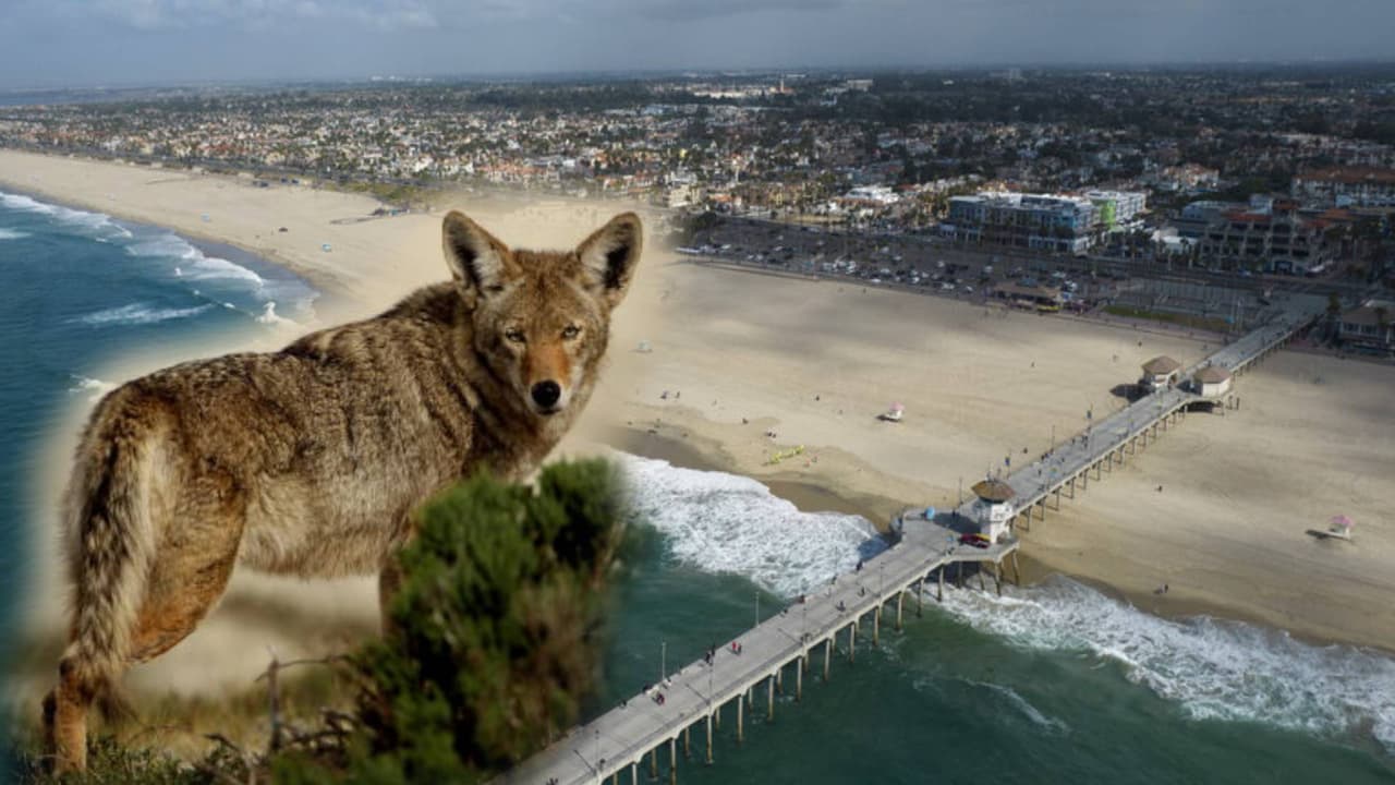 Capturado el coyote que atacó a una niña de 2 a 3 años en una playa de California: una prueba lo delató