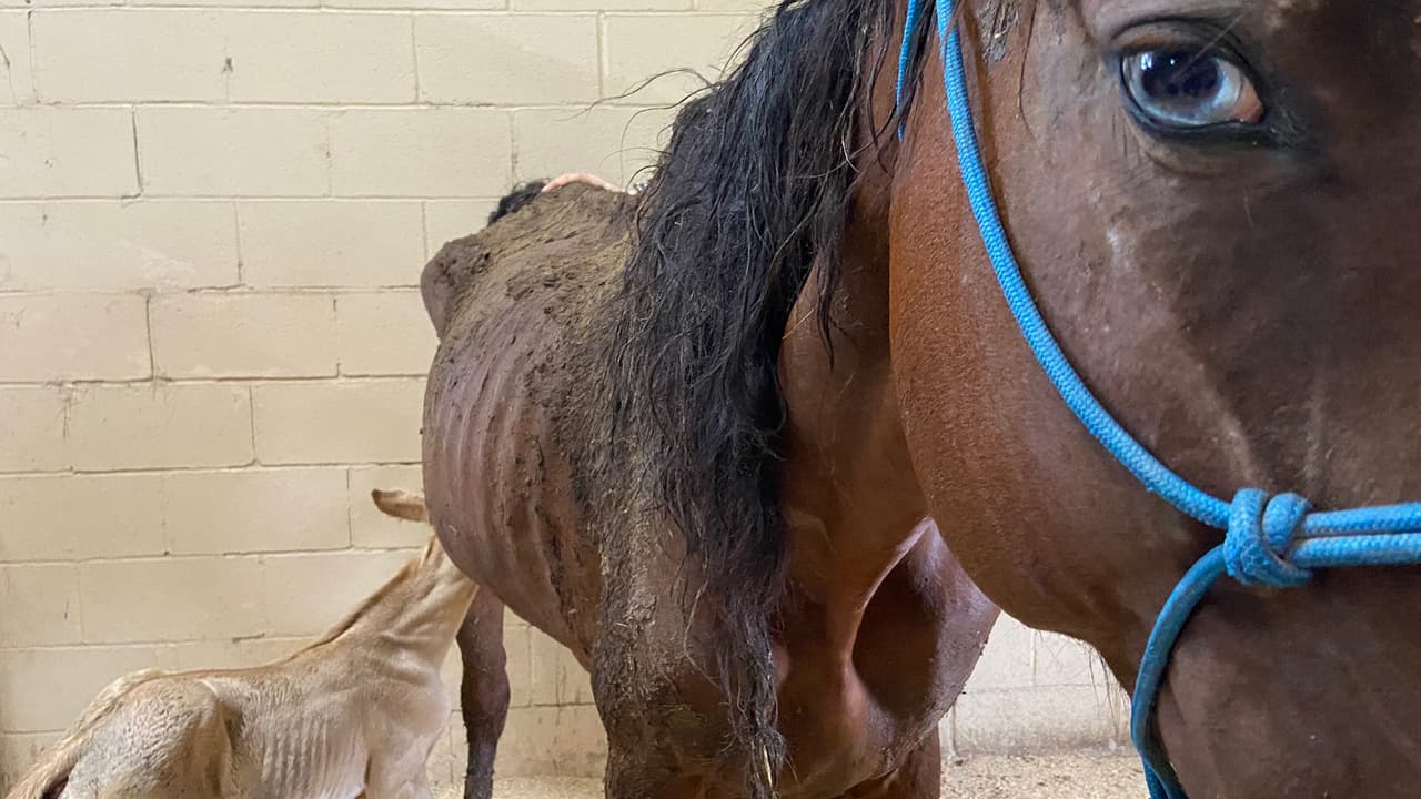 Estaban en una propiedad en el sureste de
<b><a href="https://www.univision.com/local/houston-kxln/">Houston. </a></b>