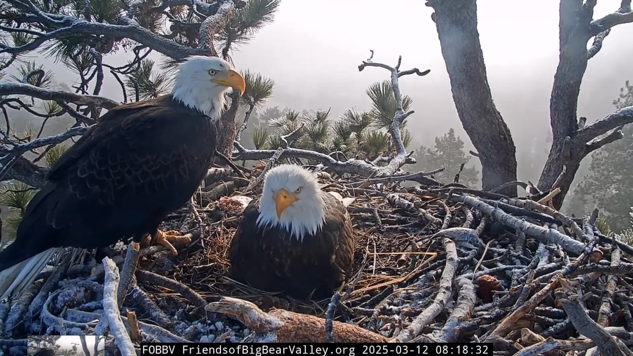 Se pudo ver a Jackie, quien por momentos quedó totalmente cubierta de nieve, protegiendo a los aguiluchos mientras los vientos sacudían el nido. Shadow se encargaba de buscar alimentos.