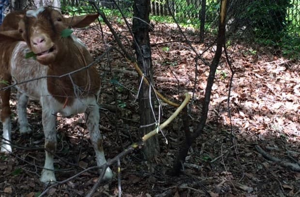¿Podrán estas cabras hambrientas restaurar los bosques urbanos?