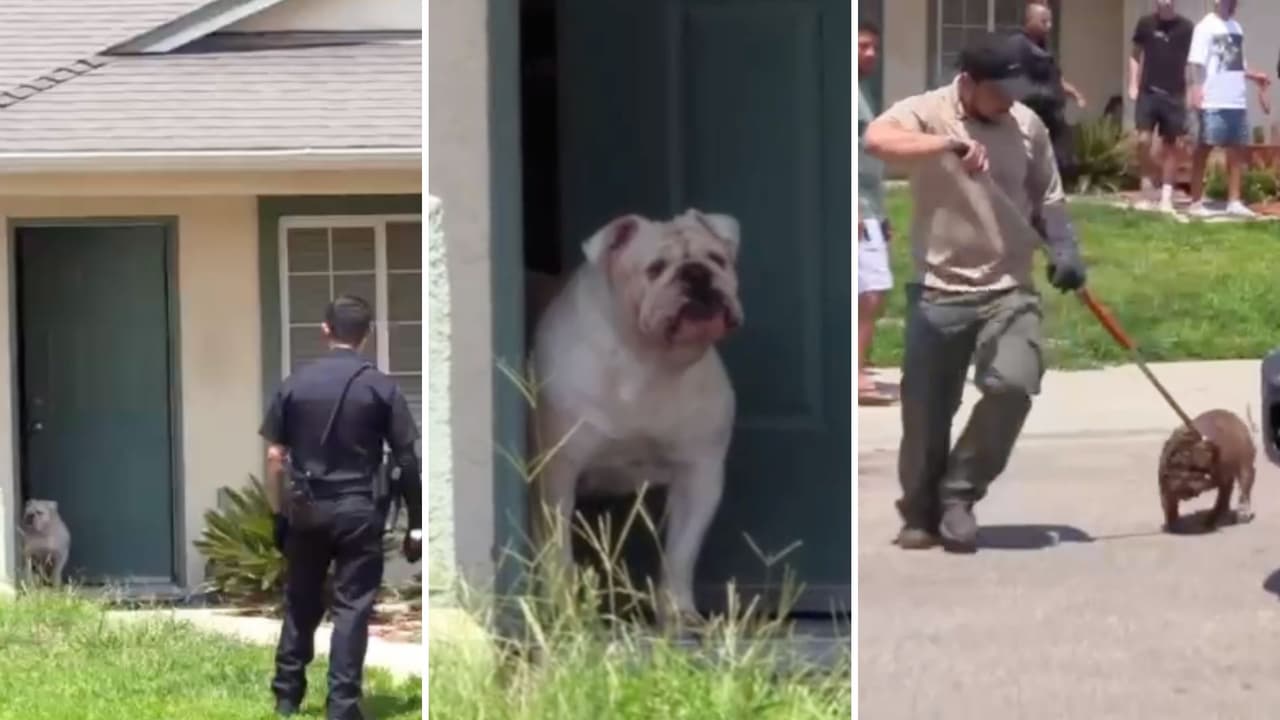 Un hombre es mutilado por cinco perros mientras paseaba por su vecindario en Selma 