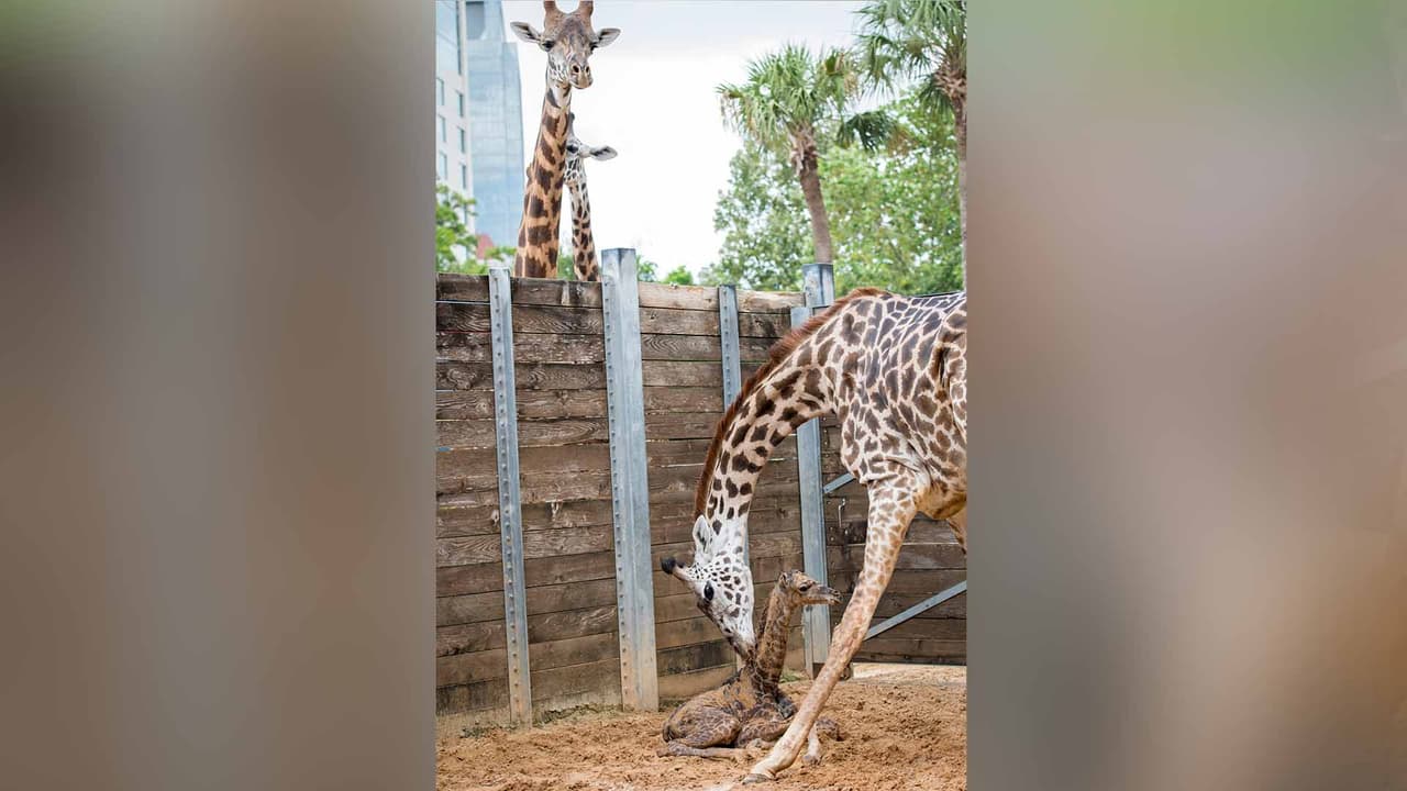 El bebé jirafa pesó 128 libras y midió seis pies.