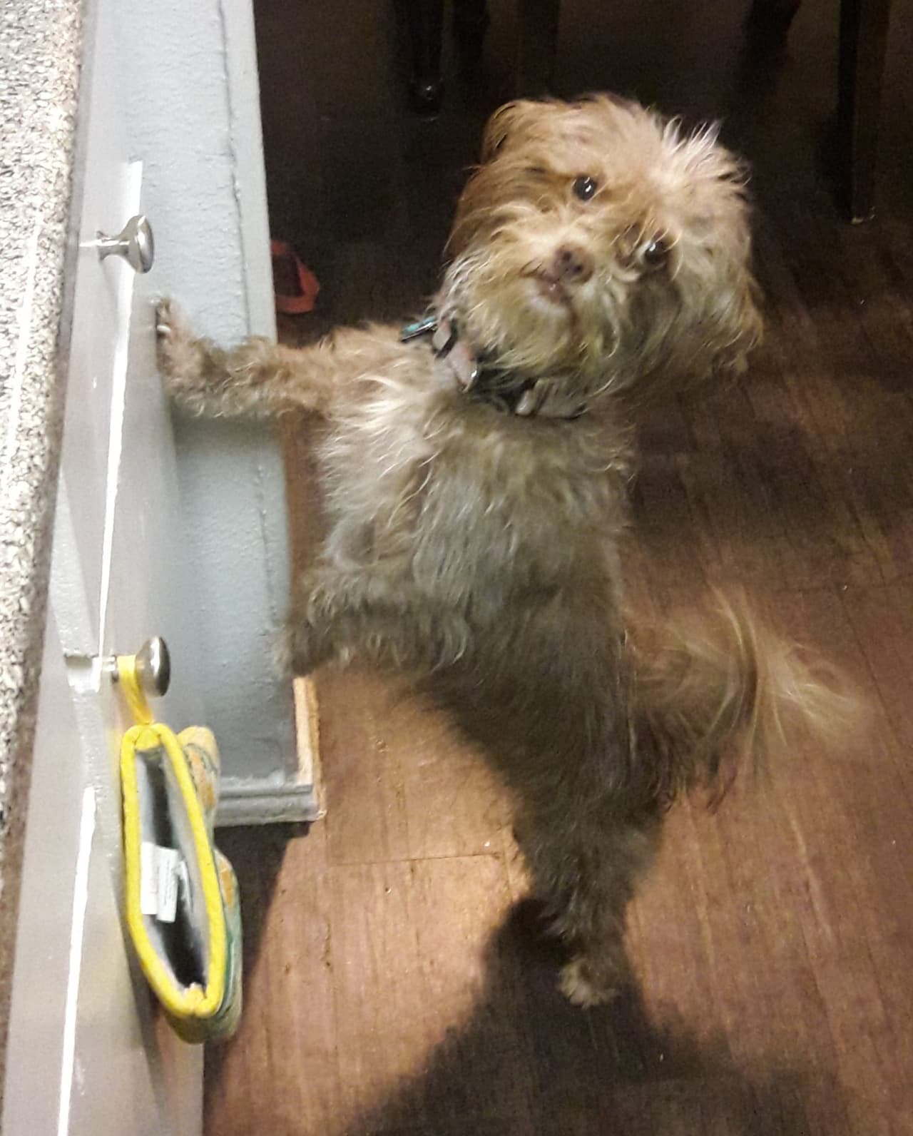 Kayla Marie es la hija perruna de Tanya Ortiz.