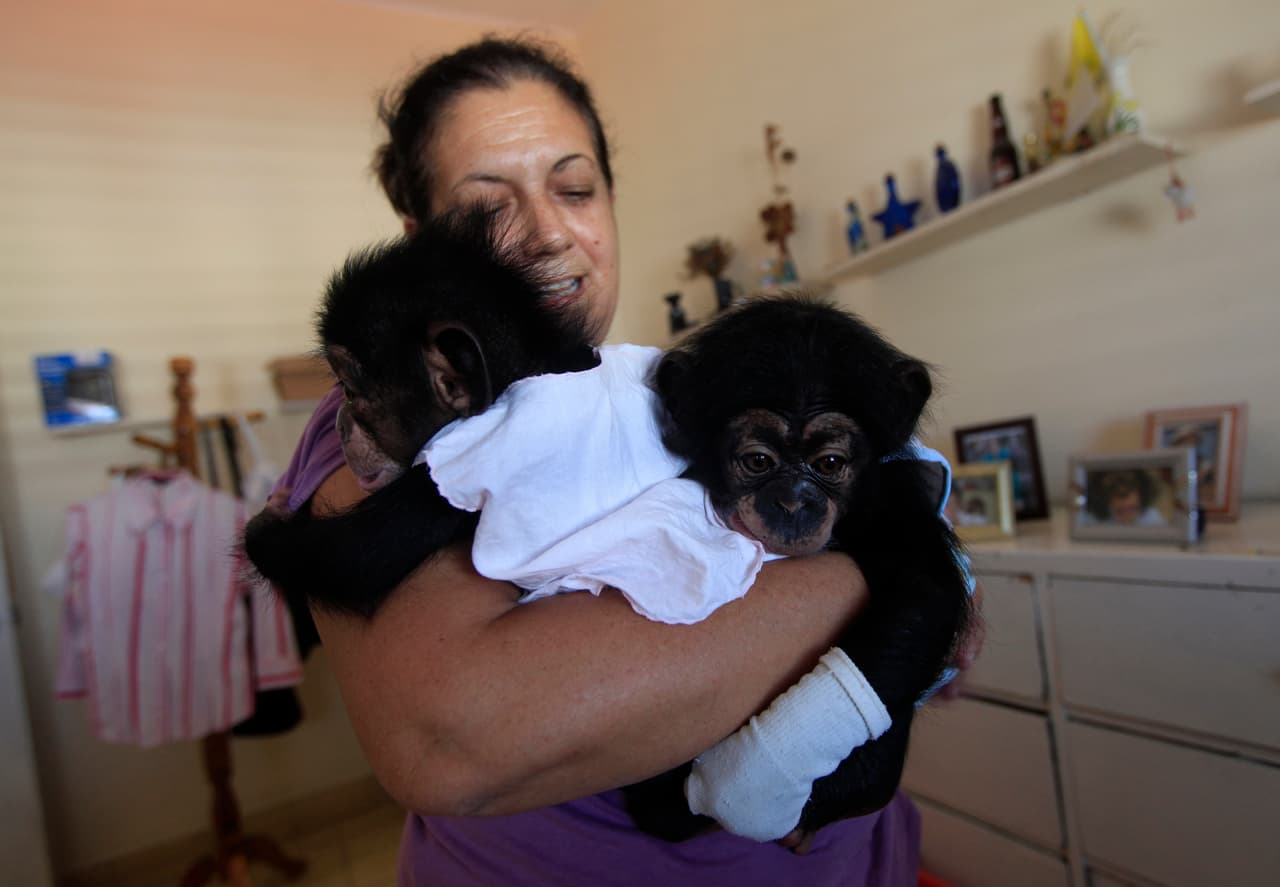 Cuban biologist Marta Llanes, 62, has her arms full carrying Anumá (right) aged three months and his half-sister Ada, two months old in her Havana apartment. April 24, 2016.