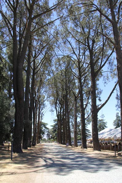 El recorrido comienza en un pasillo de gigantescos arboles de robles y, desde esta antesala, el aroma fresco de las flores de lavanda te dará la bienvenida.
<br>