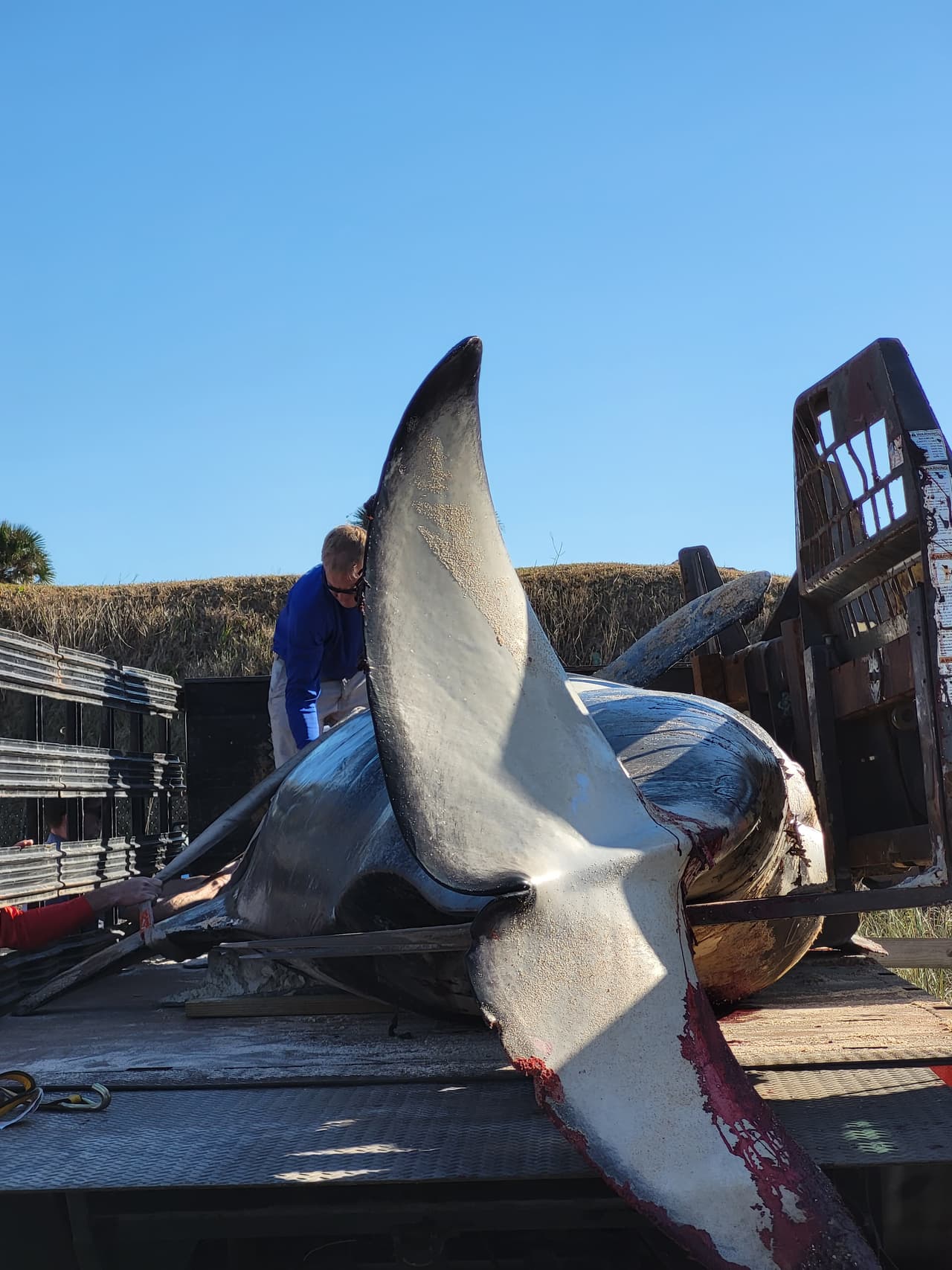 La ballena asesina de más de 7,000 libras de peso y 21 pies de largo fue localizada la mañana del 11 de enero al sur de Jungle Hut Park en Palm Coast, de acuerdo con informes iniciales del Alguacil del condado Flagler. La Administración Nacional Oceánica y Atmosférica señaló a través de un comunicado que la ballena era una hembra de edad adulta y que no tenía algún indicio de interacción con humanos o golpes, además se detectaron algunos "signos de enfermedades". Los detalles de la causa de la muerte de la ballena asesina que apareció en la costa de Florida serán dados a conocer una vez que se concluya la necropsia y los estudios de laboratorios correspondientes.