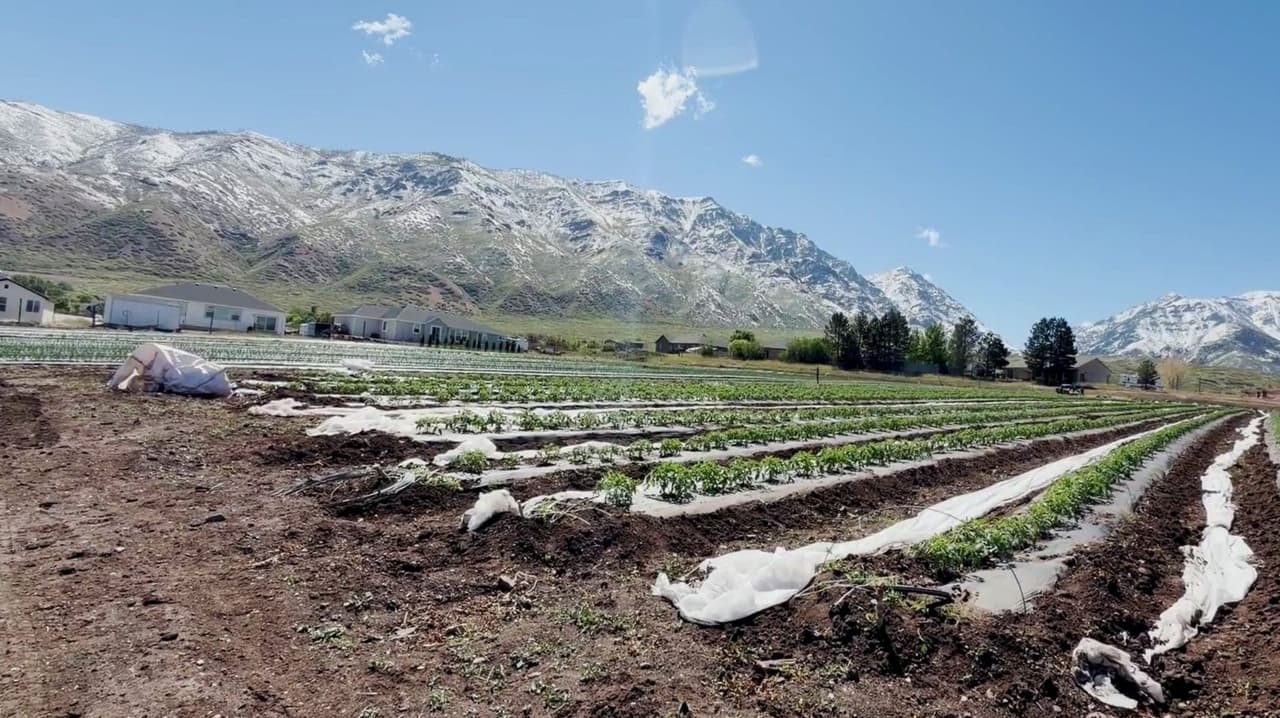 "Jamás lo había visto": Productores agrícolas de Utah están sufriendo los estragos del mal tiempo