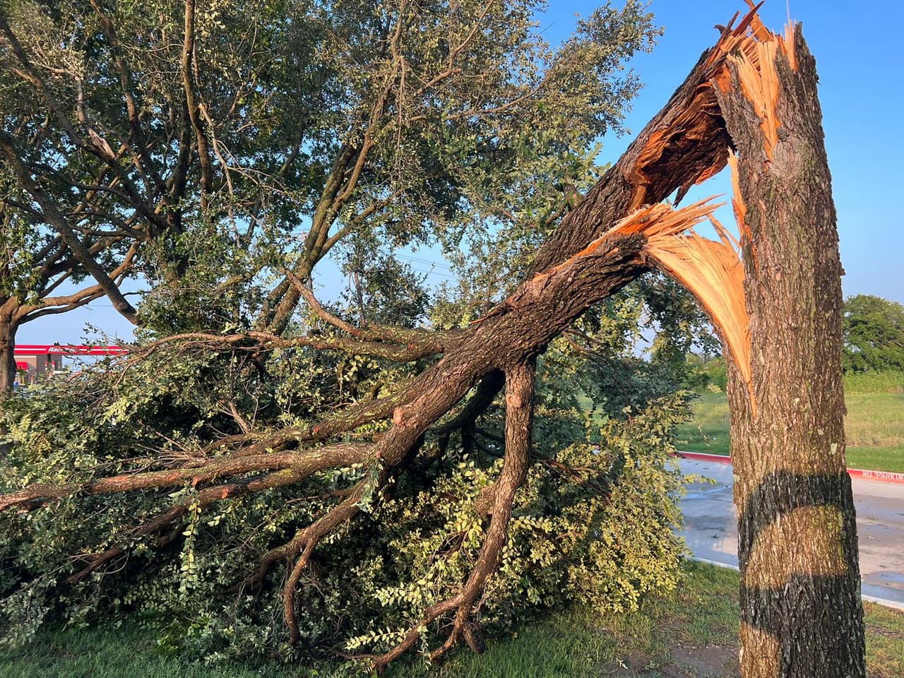Un árbol se partió en dos por la velocidad de los vientos de hasta 65 mph en el condado Collin.