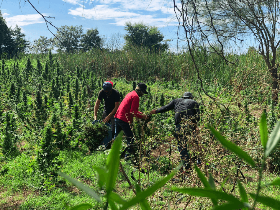 Los productores de droga en Sinaloa dicen que el mercado del fentanilo ha modificado lo que están sembrando y traficando.