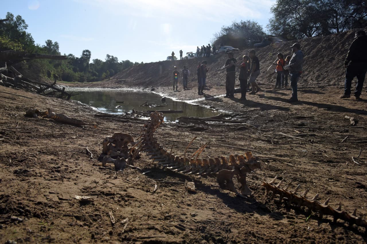 Aunque no ha habido ningún comunicado oficial del Ministerio de Medio Ambiente del país, Roque González Vera, periodista de ABC Color de Paraguay, informa que se cree que el 98% de los caimanes y el 80% de las capibaras están muertos.