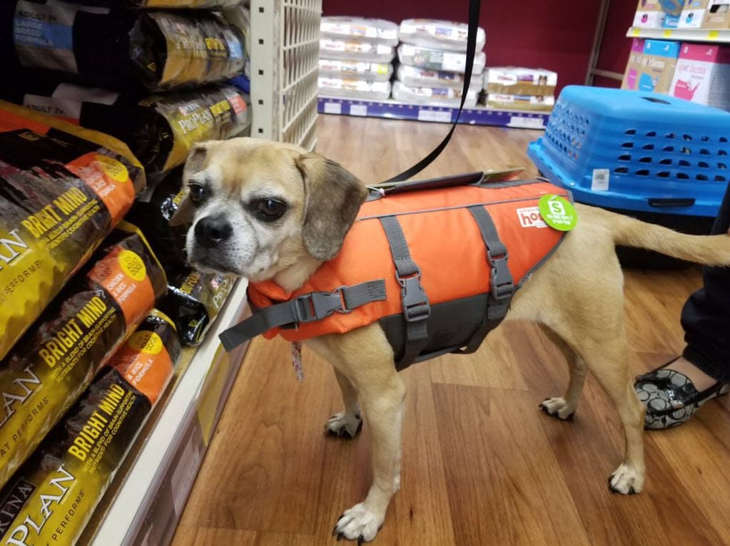 Días antes de que el huracán tocara tierra, 
<b><a href="http://www.univision.com/temas/danna-garcia">Danna</a></b> tomó las medidas necesarias y siguió las indicaciones de las autoridades, por eso compartió esta tierna foto de su amada mascota: "Luna también evacúa".