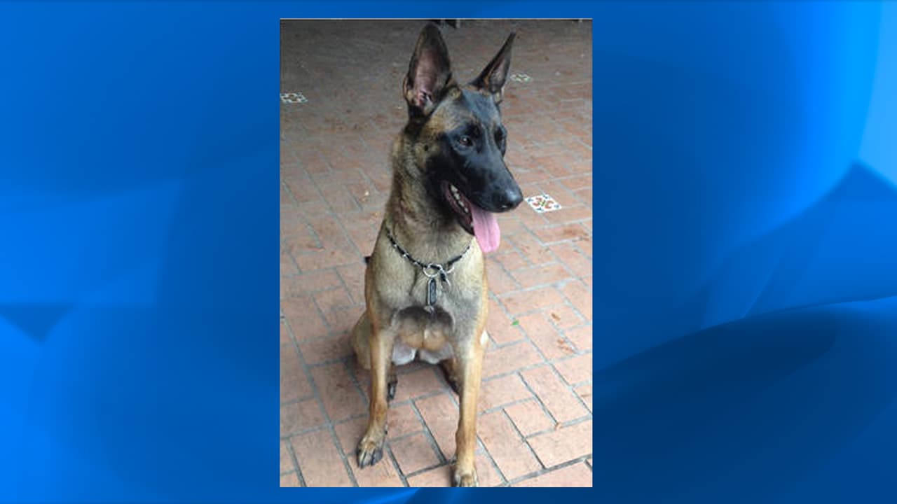 Buscan a Stella, perdida tras accidente de auto