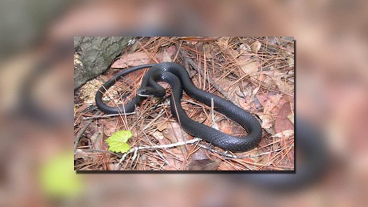 <h3 class="cms-H3-H3"><b>Serpiente corredora constrictora/Black Racer (Coluber constrictor): </b></h3>
<br>
<b>No venenosa</b>
<br>Son relativamente grande; pueden medir hasta 60 pulgadas (152 cm). 
<b>Son serpientes de color negro sólido, bastante delgadas. </b>Tienen escamas suaves, ojos grandes y, a menudo, tienen algo de coloración blanca debajo de la barbilla. El vientre es por lo general de color gris oscuro o negro.
<br>
<br>
<b>Solo están activas durante el día, sobretodo en climas cálidos. </b>Por la noche y durante el tiempo fresco se refugian en madrigueras o bajo techo como tablas u hojalata. Cazan con la vista y a menudo se les observa buscando comida durante el día. No están activas por la noche.
<br>
<br>A su vez, son presa de una variedad de aves depredadoras, mamíferos y serpientes como serpientes reyes y más grandes. 
<b>Son más rápidas que la mayoría de las otras serpientes, </b>muy ágiles y generalmente huyen cuando se les acercan, a menudo trepando a pequeños árboles o arbustos. Sin embargo, si están acorraladas, no dudan en morder.
<br>